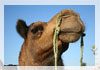 Camel foire