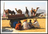 Voyage en Inde : Karni